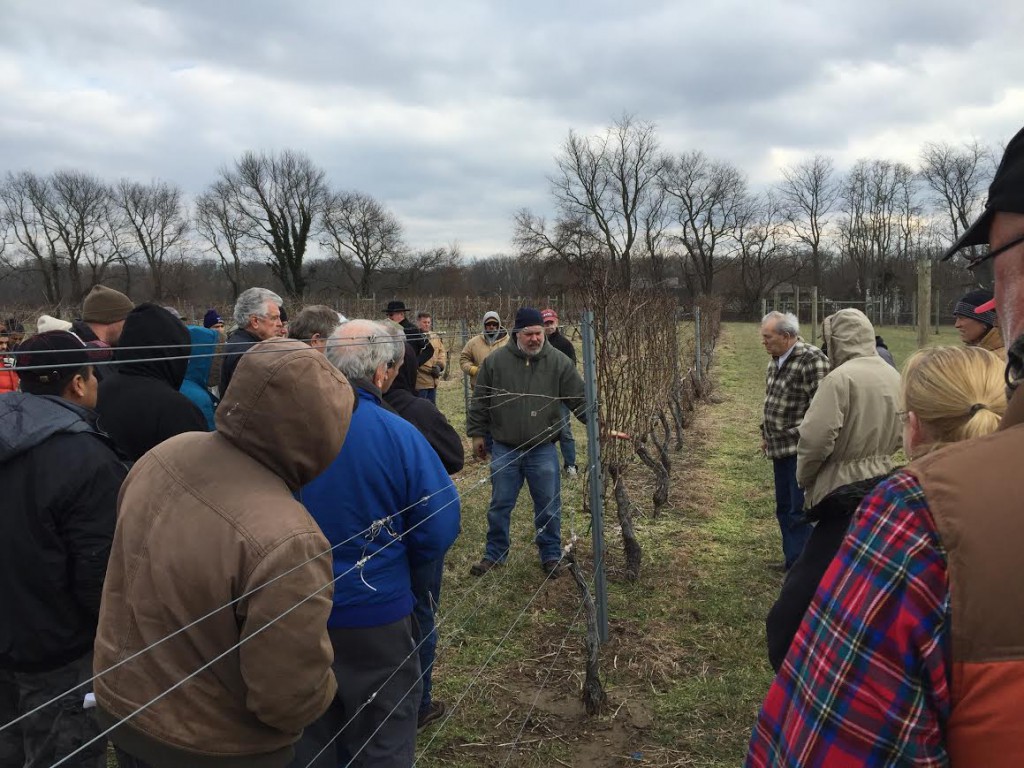 vineyardpruning