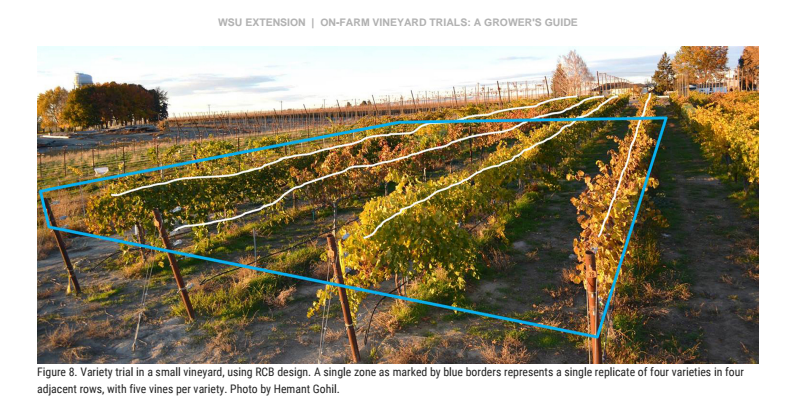 Figure 8. Variety trial in a small vineyard, using RCB design.